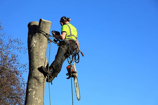 How to Choose a Tree Removal Company Near Me | Lufkin Environmental