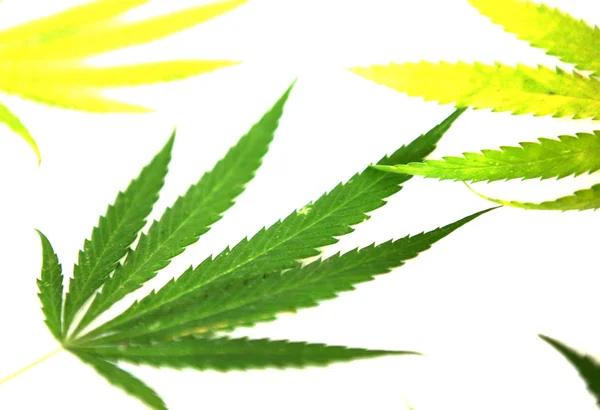 Popular Products Offered by Vegas Dispensaries